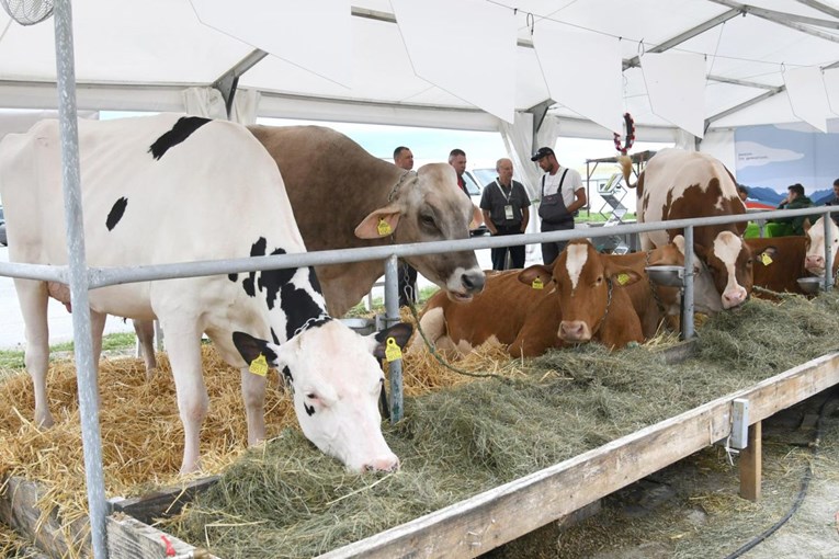Preko 900.000 eura za jačanje stočarstva. Vlajčić: To je ulaganje u ljude
