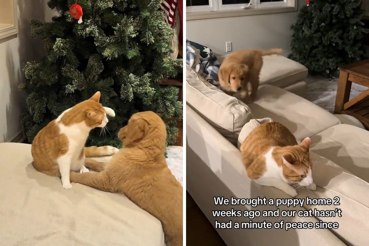 Vlasnica nabavila štene, njezin mačak nije oduševljen novim članom obitelji