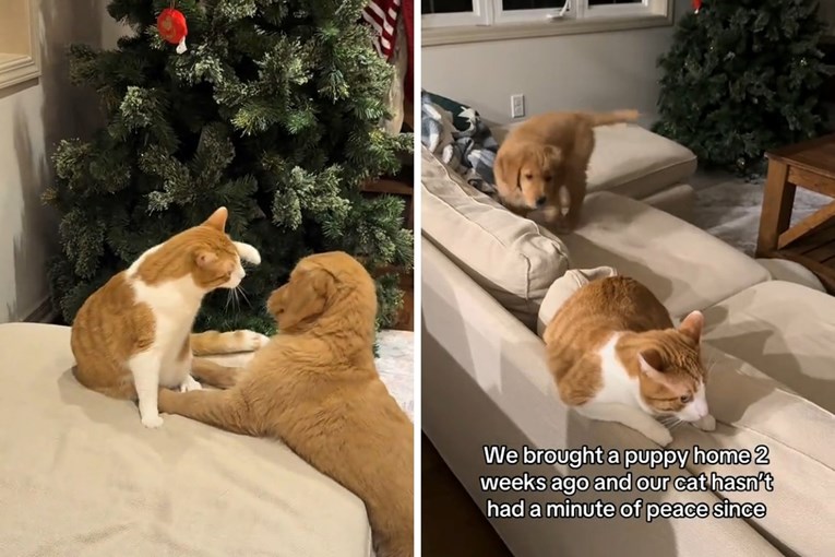 Vlasnica nabavila štene, evo kako je njezin mačak reagirao na novog člana obitelji