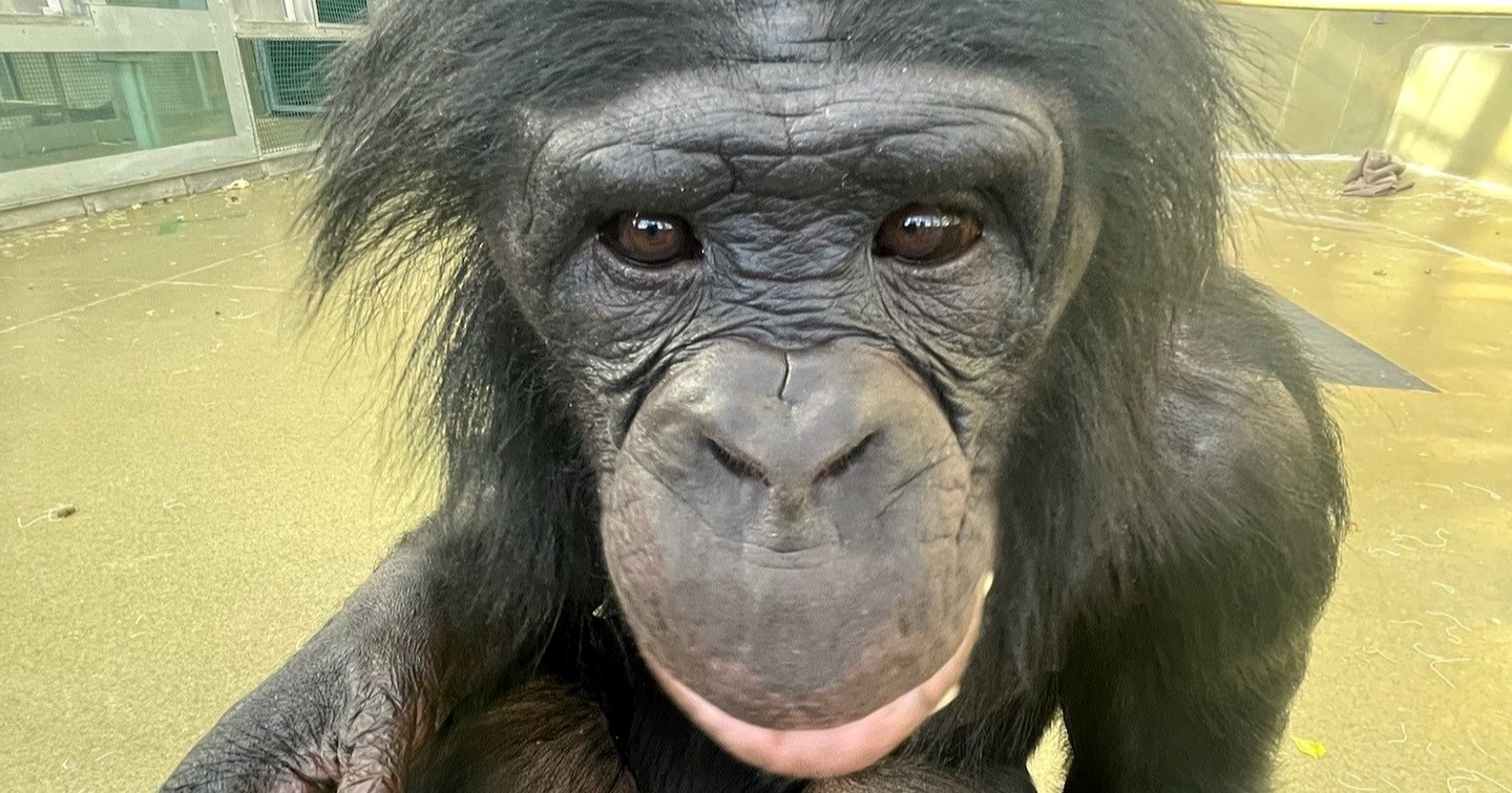 Uginuo je Kanzi, najpametnija čimpanza na svijetu