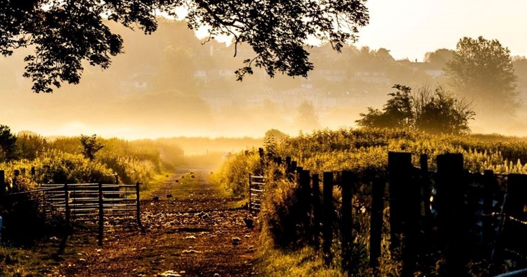 30 novih vrsta insekata zbog ekstremnih temperatura u Engleskoj, ekolozi iznenađeni