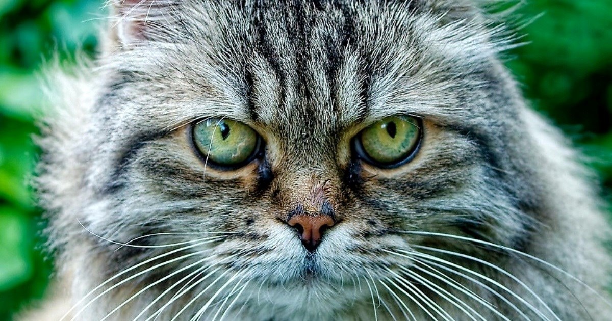 Tri pasmine mačaka koje rijetko uzrokuju alergijske reakcije