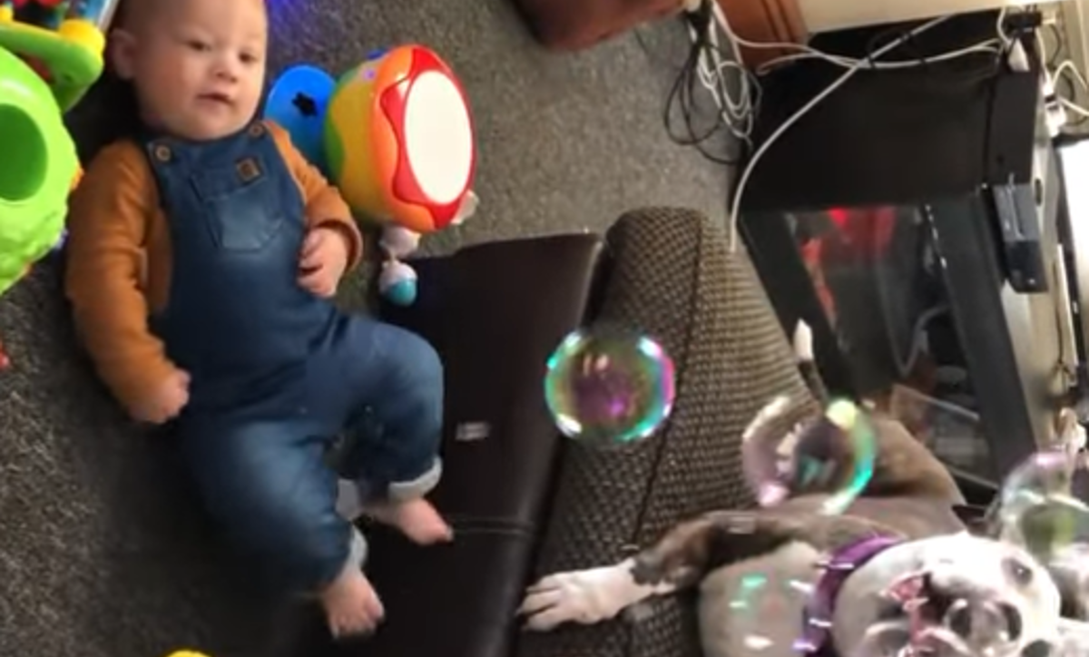 Beba se ne može prestati smijati psu koji se igra balonima od sapunice