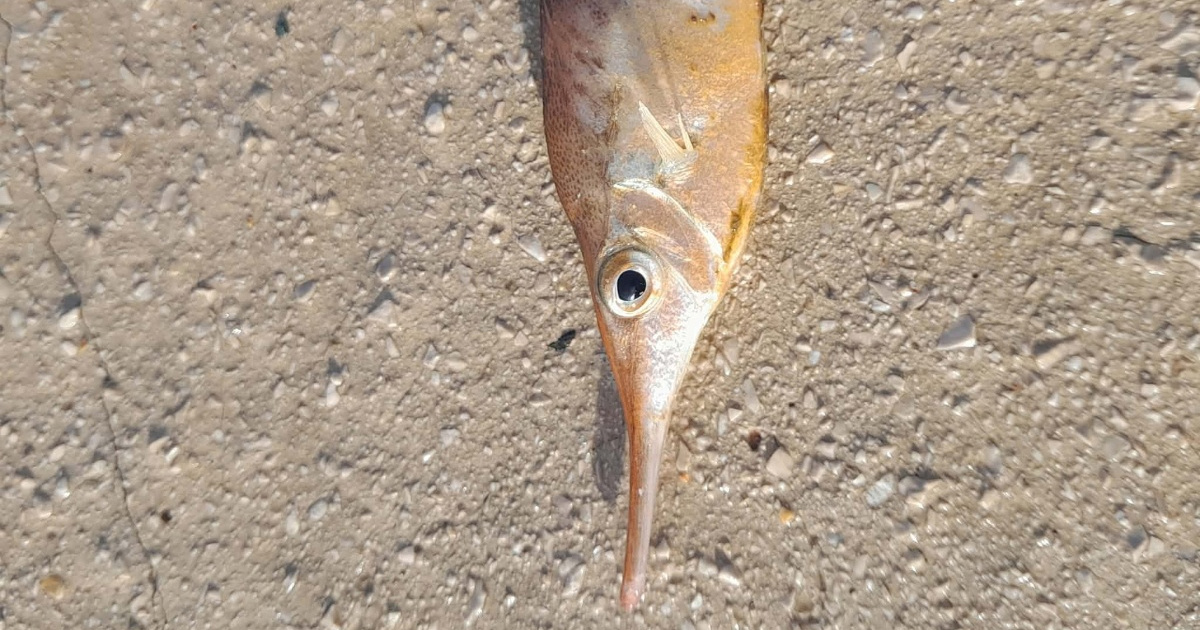 Rijetka riba ulovljena u Neumu zbog jakog juga