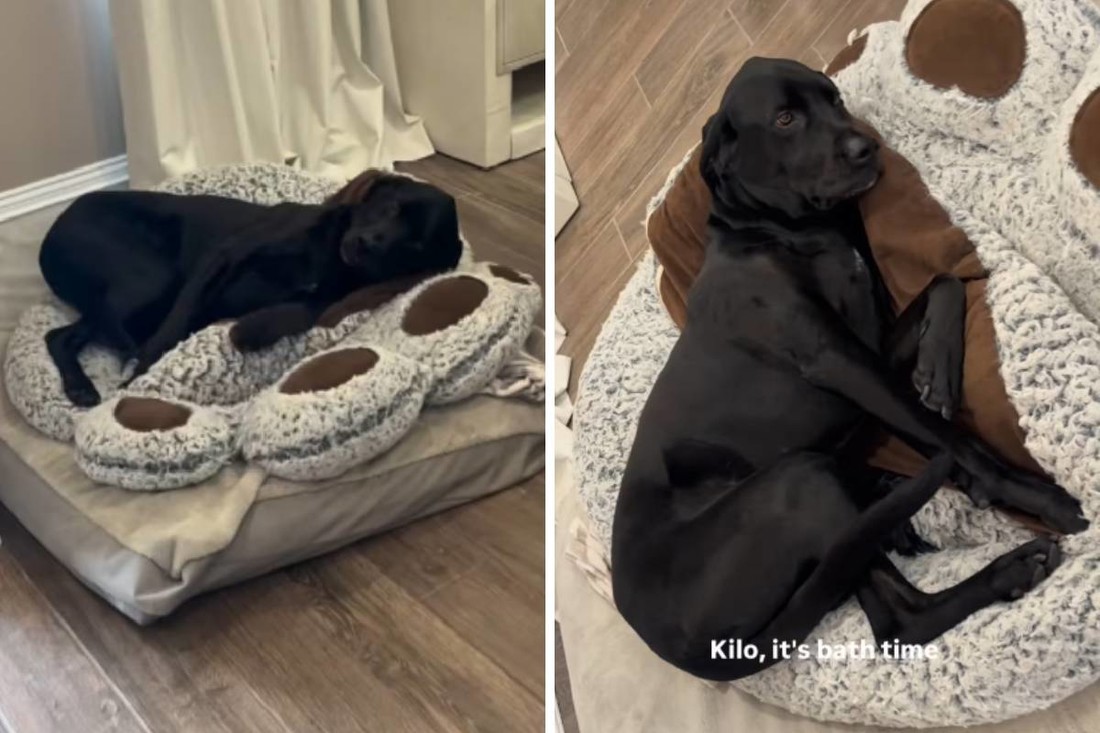 Labrador se pravio mrtav kako bi izbjegao kupanje, vlasnik ga snimio