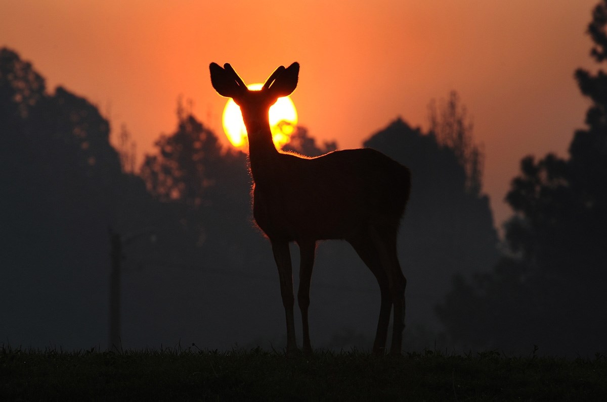 U Belom Manastiru odstrijelili košutu dok je lov zabranjen