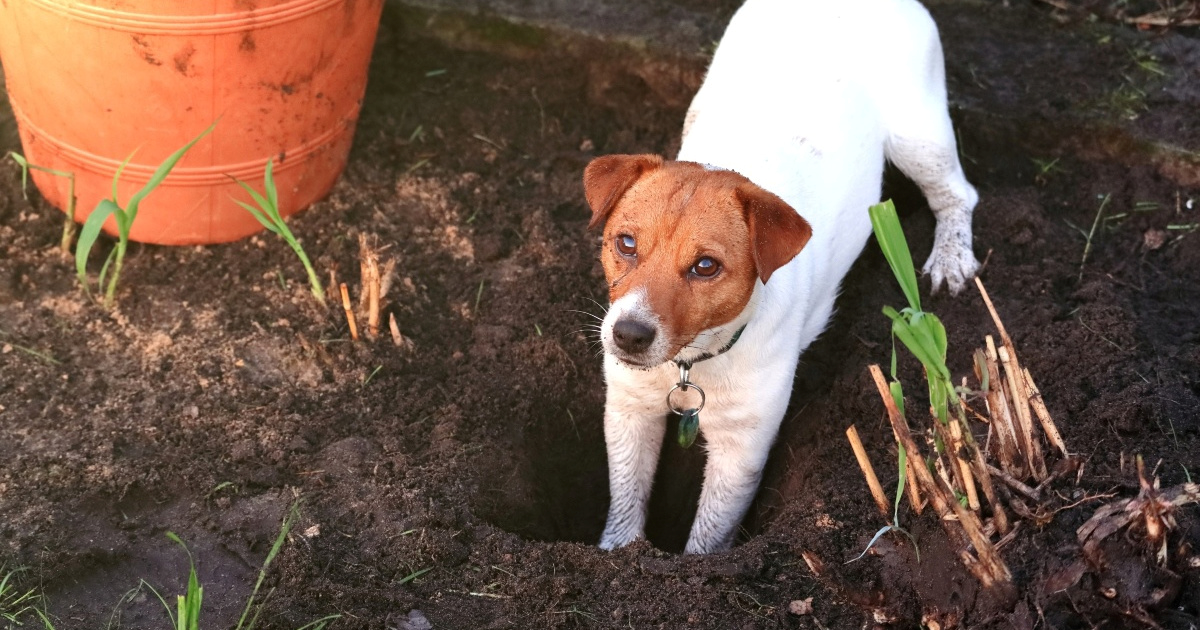 Zašto psi kopaju rupe?