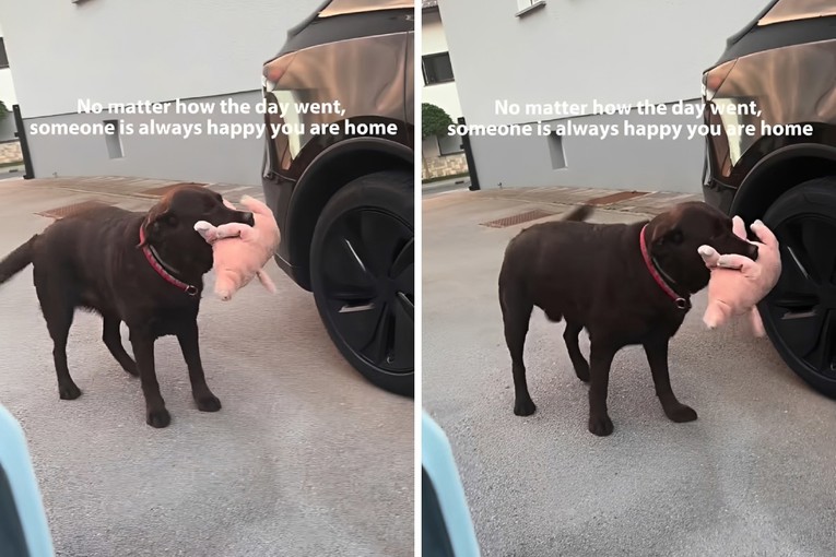 2,2 mil. pregleda: Pogledajte kako ovaj labrador dočekuje vlasnika 🥰