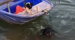 Veliki pas skočio u rijeku kako bi spasio malog jer je pravi prijatelj