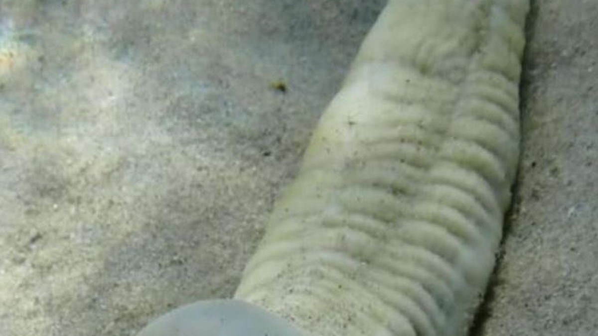 Ovaj morski crv nasmijao je ljude svojim 18+ izgledom