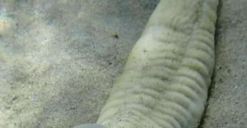 Ovaj morski crv nasmijao je ljude svojim 18+ izgledom