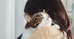 Hranite li vašu mačku pravilno? Saznajte koje sve hranjive tvari su im potrebne