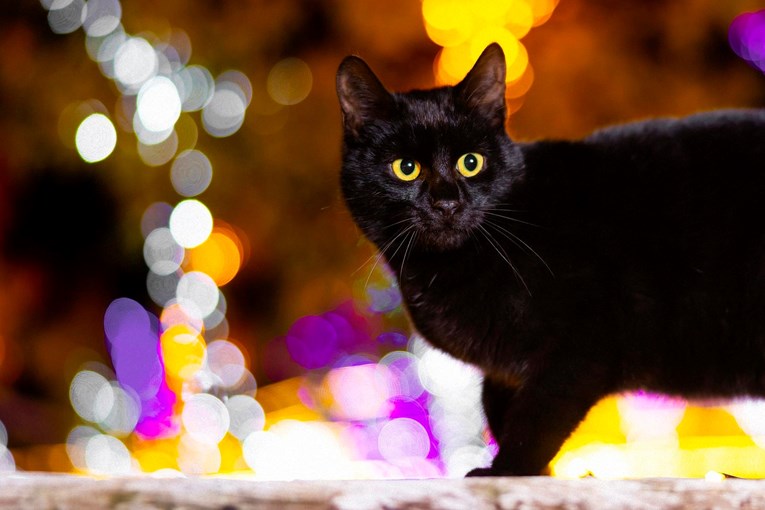 I nju zanima adventska ponuda: Crna maca prošetala Božićnim selom kod Splita
