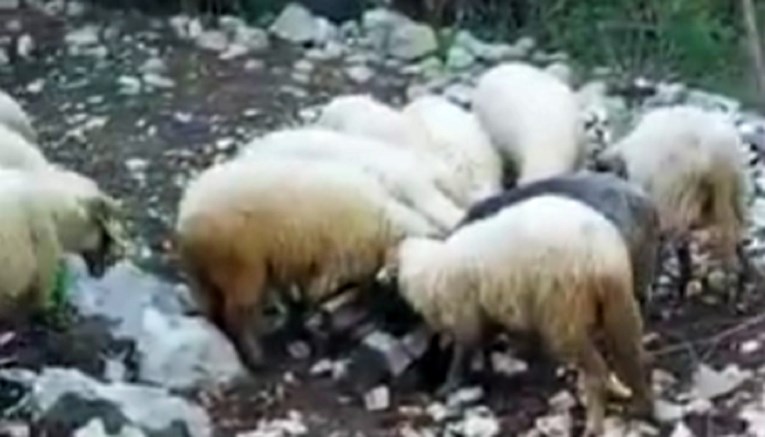 Pastirica iz okolice Omiša: Prebili su nam stado ovaca, jednoj su odrubili glavu