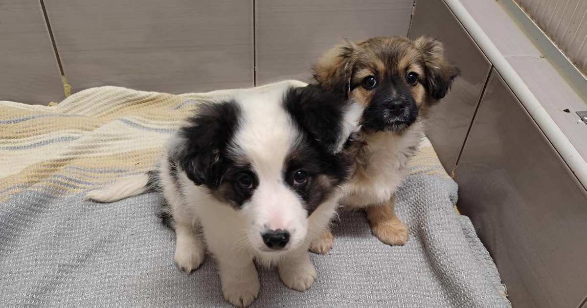 Ovi preslatki psići traže zauvijek dom. Čekaju vas u Dumovcu