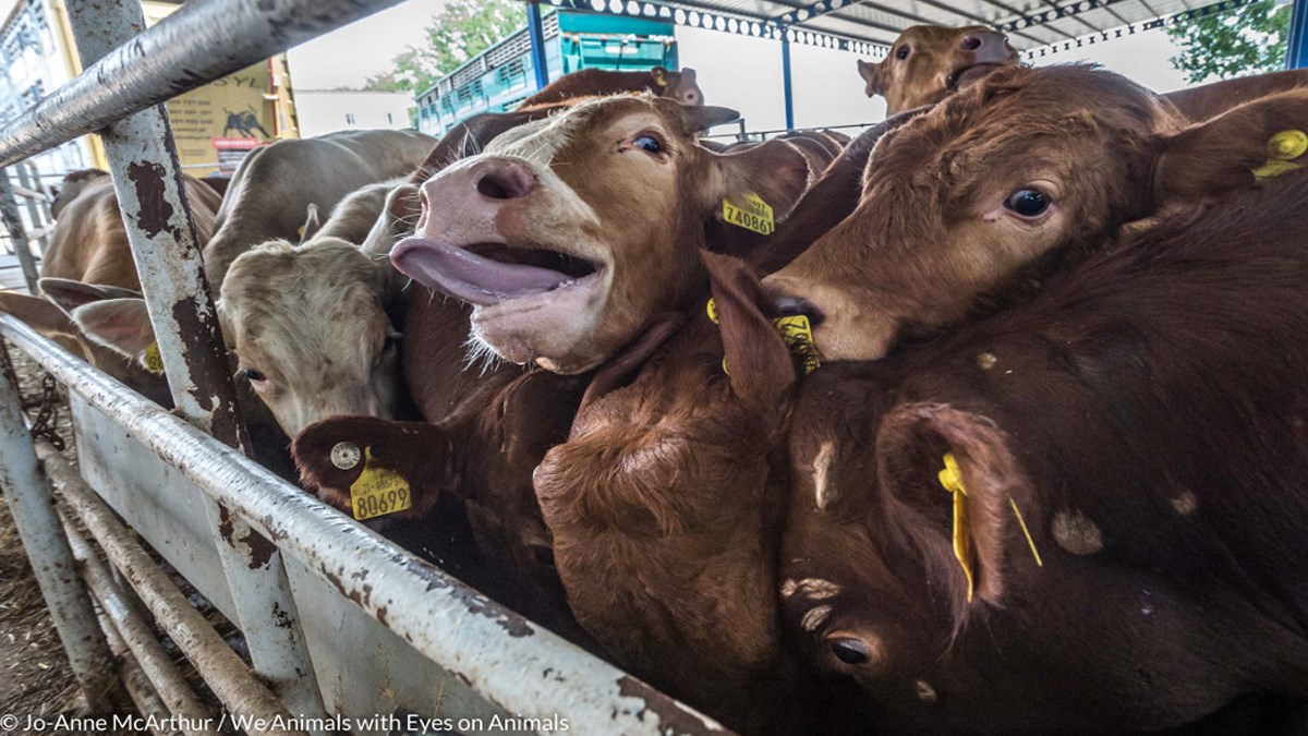 Mi smo na moru, a one umiru u vlastitom izmetu boreći se za zrak