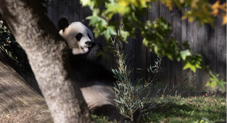 Kina bi mogla vratiti pande u SAD