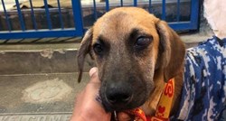 Pas kojem je vlasnik umro od koronavirusa pronađen sa srcedrapajućom porukom