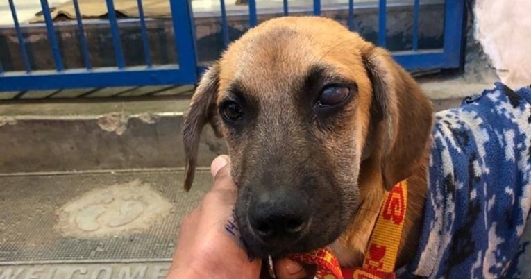 Pas kojem je vlasnik umro od koronavirusa pronađen sa srcedrapajućom porukom