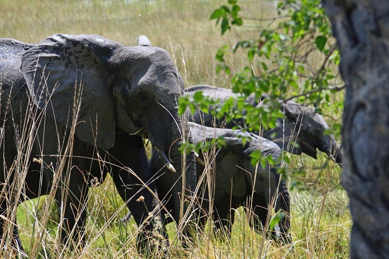 Bocvana održava dražbu za lov na slonove