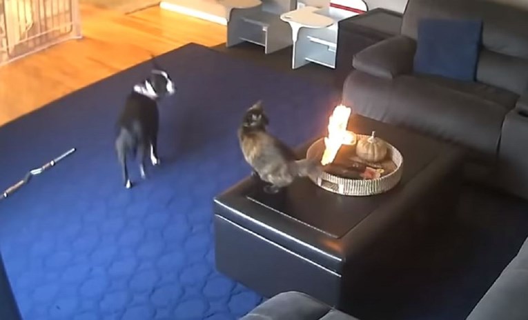 Zbog reakcije mačke kojoj se zapalio rep na svijeći snimka postala hit