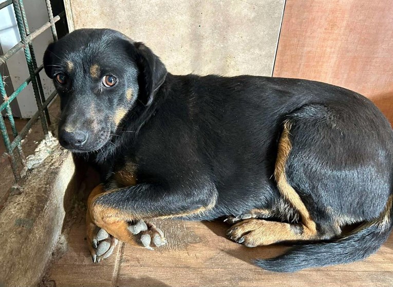 Prijatelji životinja: Iz romskog naselja u jednom danu spašeno 37 pasa