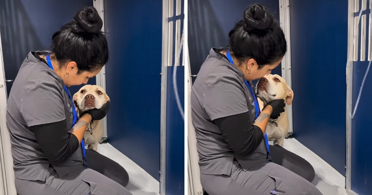 Pas se bojao pregleda, potez veterinarske asistentice oduševio je tisuće