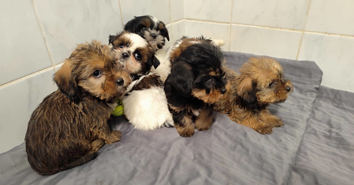 Šest preslatkih križanaca shih tzua traži zauvijek dom