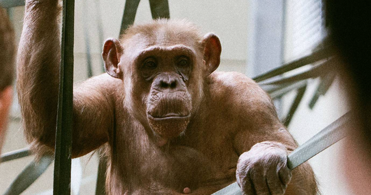 Najstarija čimpanza u Europi proslavila je 58. rođendan