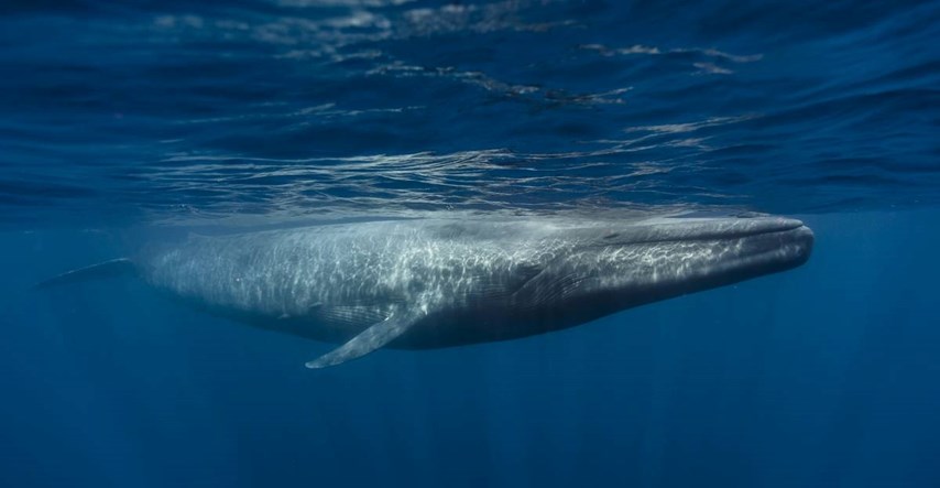 Plavetni kitovi svakoga dana pojedu 44 kilograma mikroplastike: "To nas brine"