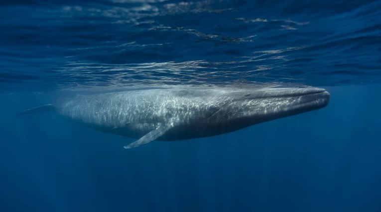 Plavetni kitovi svakodnevno pojedu 44 kg mikroplastike: "Doza definira jačinu otrova"