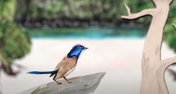 Dok se Balkan bavi Đokovićem u Sydneyju, Australci trenutno luduju za - pticama