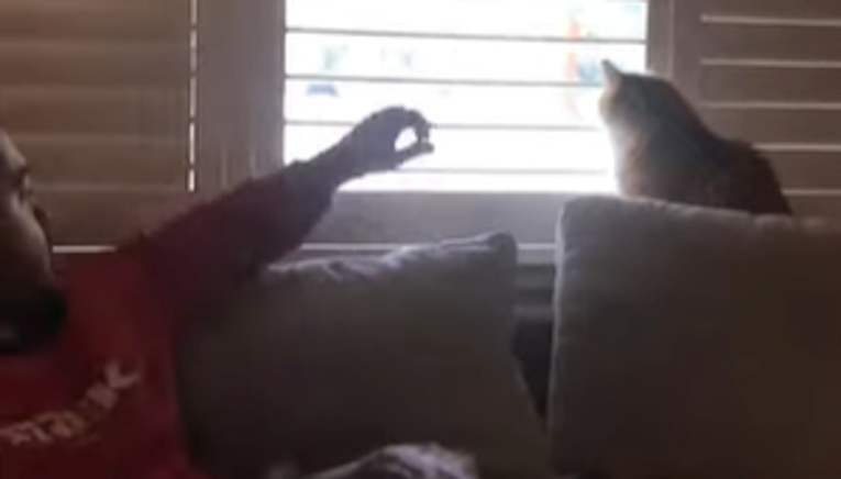 Vlasnik maci zabranio gledanje kroz prozor, ona mu pokazala tko je glavni