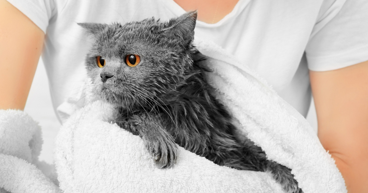 Trebate li kupati svoju mačku? Veterinari daju odgovor
