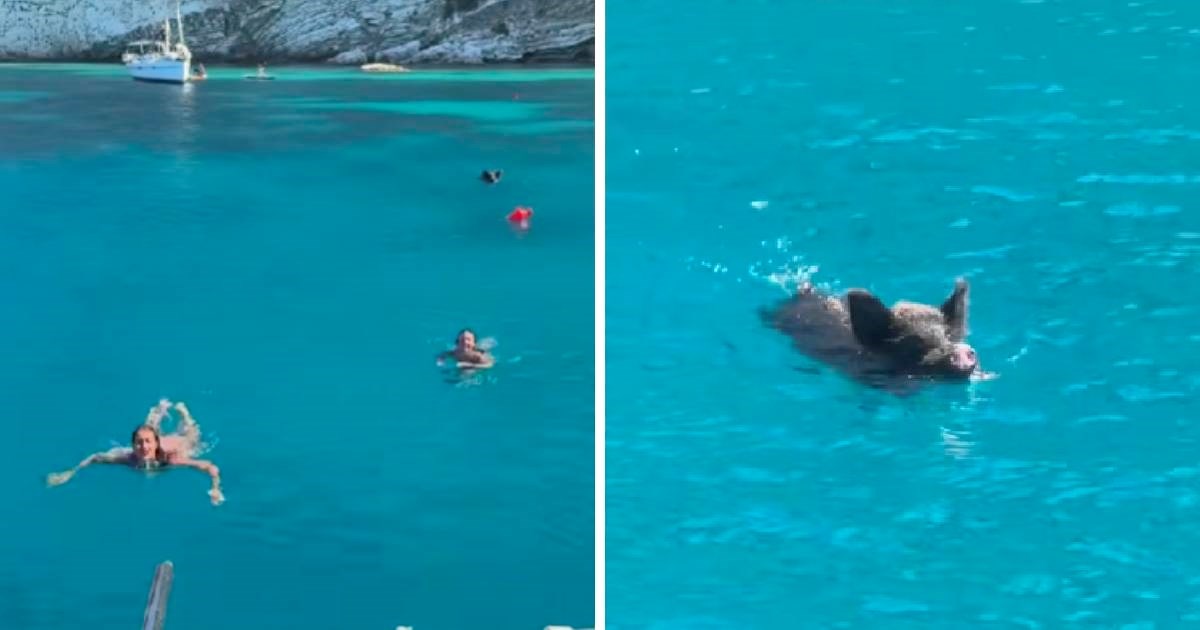 Bježale su iz mora kad su vidjele tko im dolazi s leđa, video iz Grčke postao hit