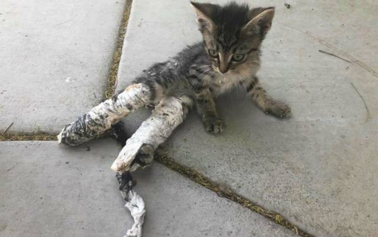 Netko je mačiću stavio gips na noge bez razloga, spasila ga djeca iz parka