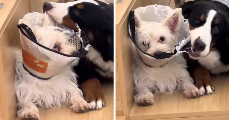 "Je li ovo šala?" Vlasnik šokiran porukom iz psećeg vrtića zbog svog psa