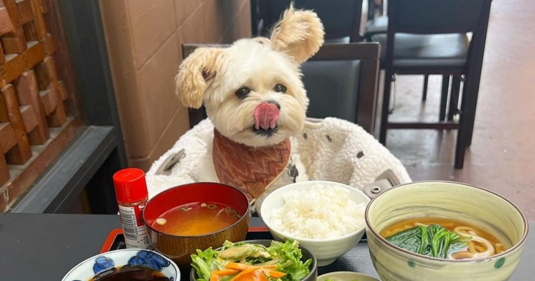 Bio je izgladnjeli pas lutalica, a sada uživa u najfinijim restoranima
