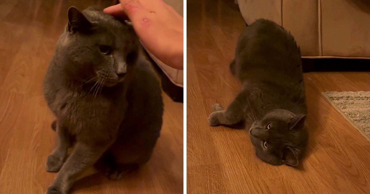 Mačak udario vlasnika, a zatim mu demonstrirao kako ga treba maziti