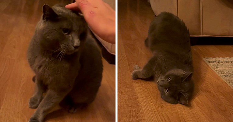 Mačak udario vlasnika, a zatim mu demonstrirao kako ga treba maziti