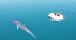 Nevjerojatna snimka kita u Velebitskom kanalu: "Bio je zainteresiran za naše plovilo"