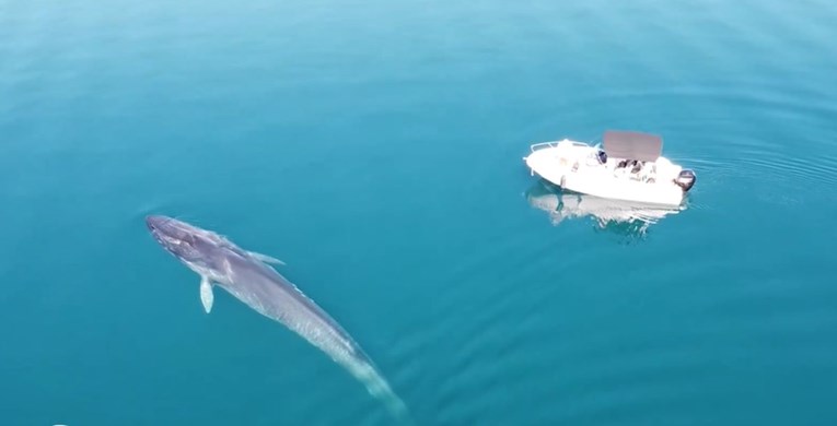 Nevjerojatna snimka kita u Velebitskom kanalu: "Bio je zainteresiran za naše plovilo"