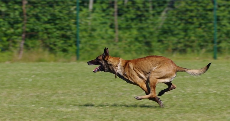 Pet pasmina koje nisu najbolji izbor za ljude koji prvi put nabavljaju psa