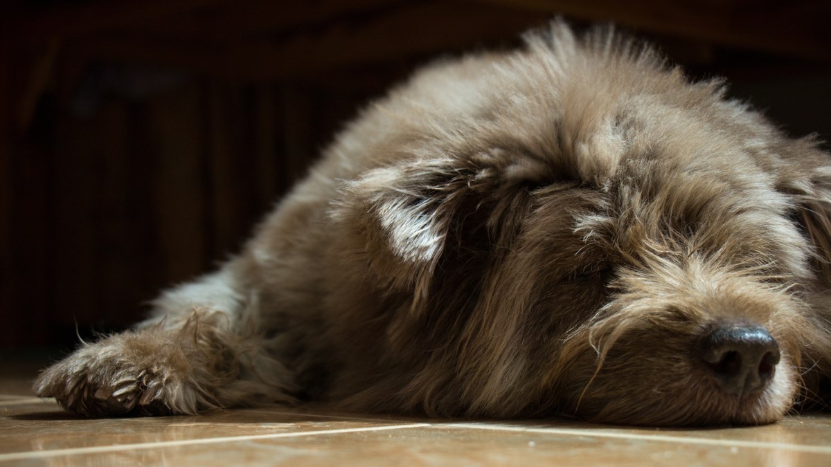 Ovaj se pas ne budi iz dubokog sna dok mu ne izgovorite jednu čarobnu riječ