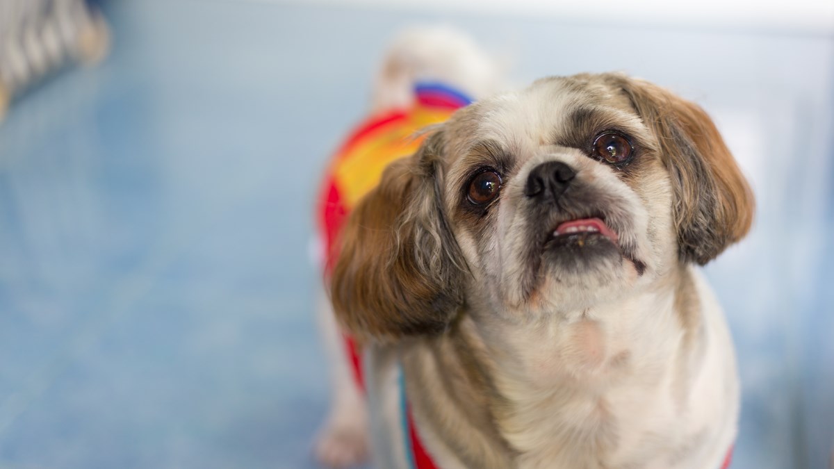 Potvrdilo istraživanje: Vaš pas zna da mu ne govorite istinu