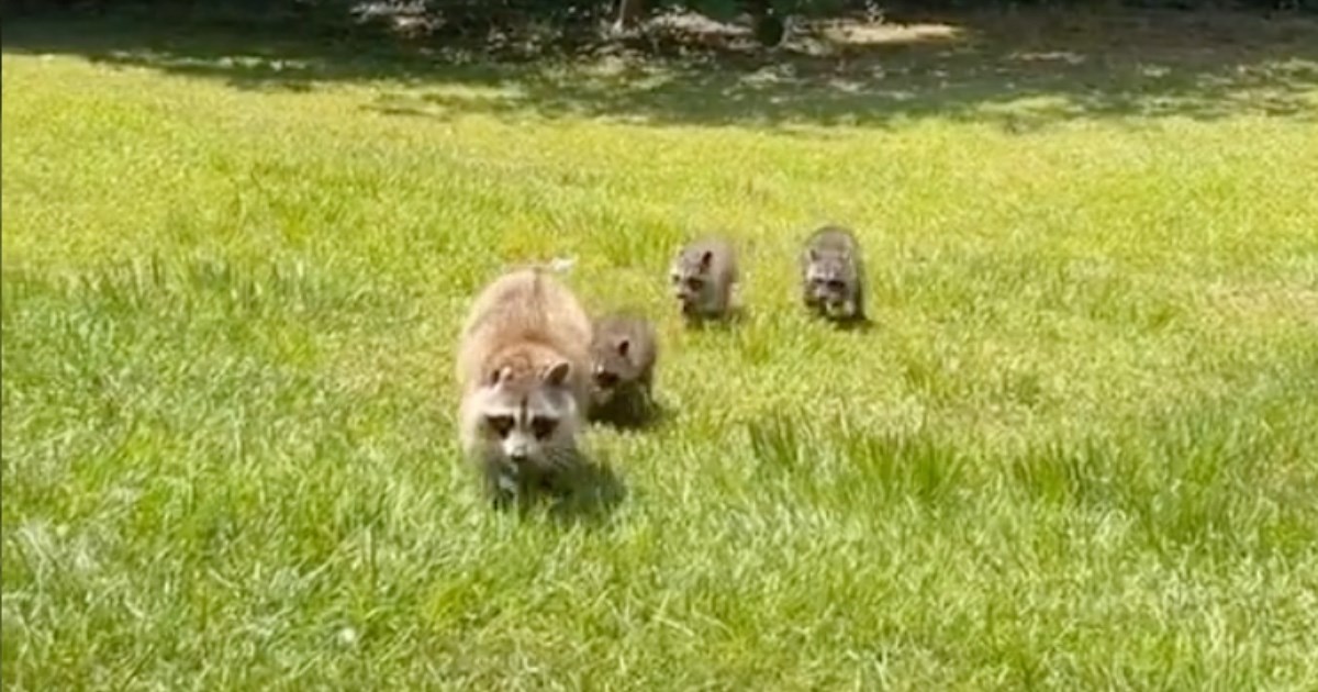 Mama rakunica dovela svoje bebe na upoznavanje sa ženom koja im svaki dan daje hranu