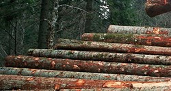 Kod Jasenovca 32-godišnji šumar poginuo rušeći stablo hrasta