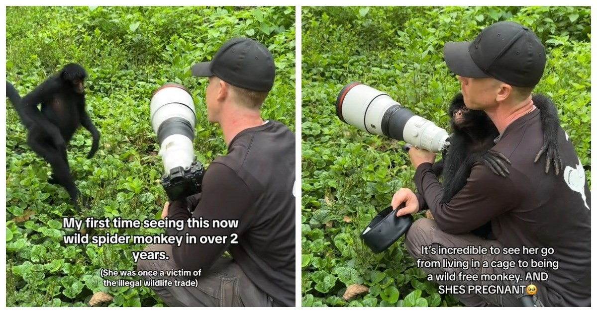 Pogledajte reakciju majmunice kada je ugledala čovjeka koji joj je spasio život