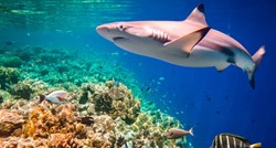 Studija: Opasno se smanjuje broj morskih pasa blizu koraljnih grebena