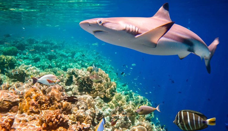 Studija: Opasno se smanjuje broj morskih pasa blizu koraljnih grebena